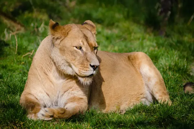 A real lion resting on grass in a planted habitat
