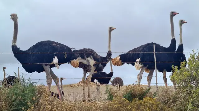 A group of real common ostriches behind a fence