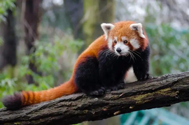 A real red panda standing on a tree branch