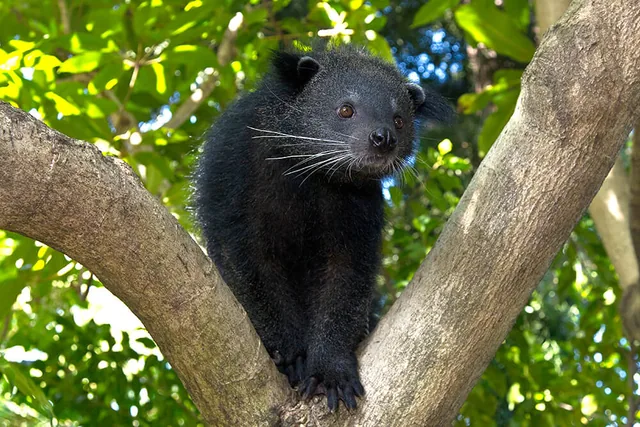 A real binturong sitting between tree branches