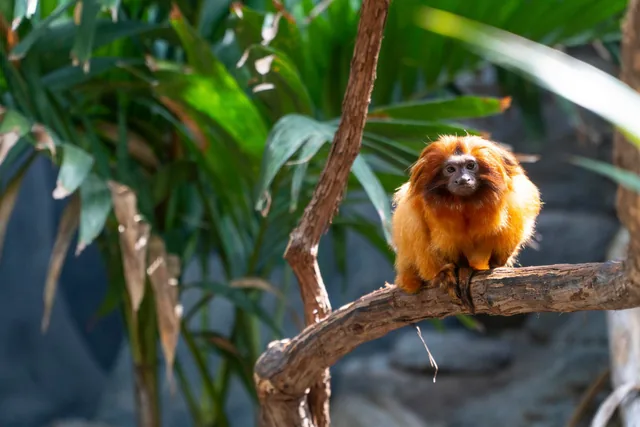 A real golden lion tamarin sitting on a branch against green foliage