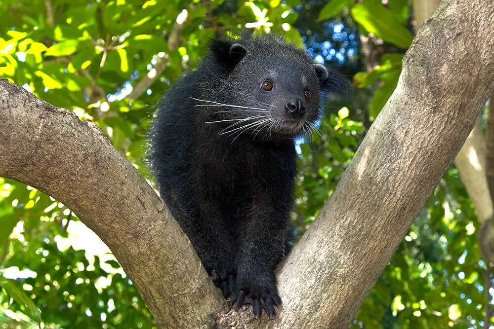 A real binturong sitting between tree branches
